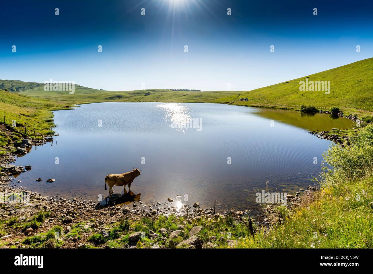 Mucca che beve nel lago di Saint-Alyre sull'altopiano di Cezallier nel parco naturale regionale dei vulcani d'Alvernia, Puy de Dome, Auvergne-Rodano-Alpi, Francia Foto Stock