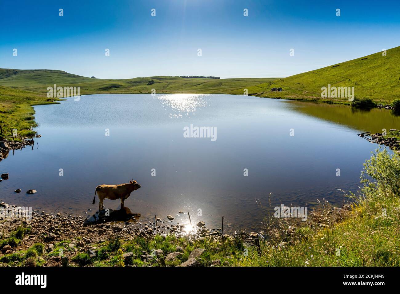 Mucca che beve nel lago di Saint-Alyre sull'altopiano di Cezallier nel parco naturale regionale dei vulcani d'Alvernia, Puy de Dome, Auvergne-Rodano-Alpi, Francia Foto Stock