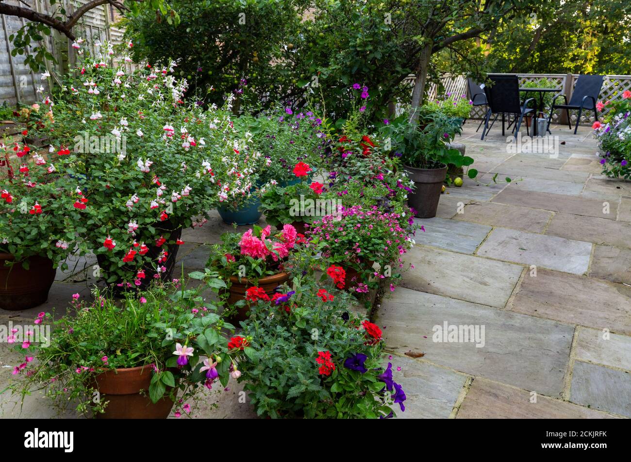 Piante in fiore in contenitori su un patio nello Yorkshire, Inghilterra. Foto Stock