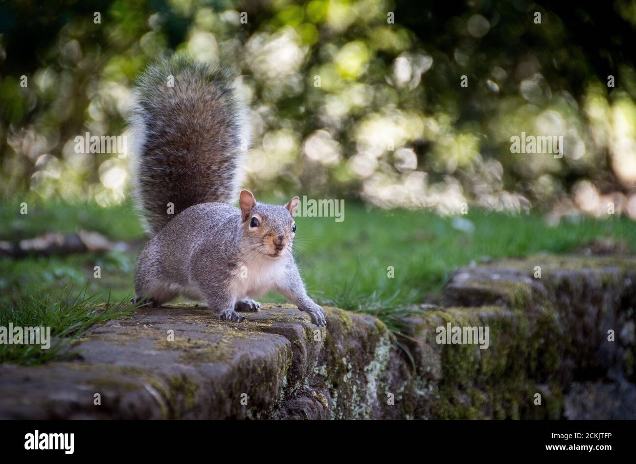 Grigio orientale scoiattolo (Sciurus carolinensis) Foto Stock