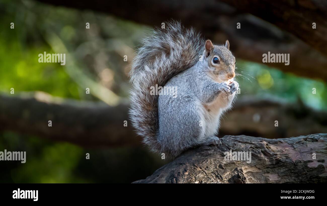 Grigio orientale scoiattolo (Sciurus carolinensis) Foto Stock