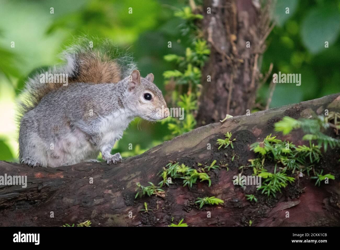 Grigio orientale scoiattolo (Sciurus carolinensis) Foto Stock