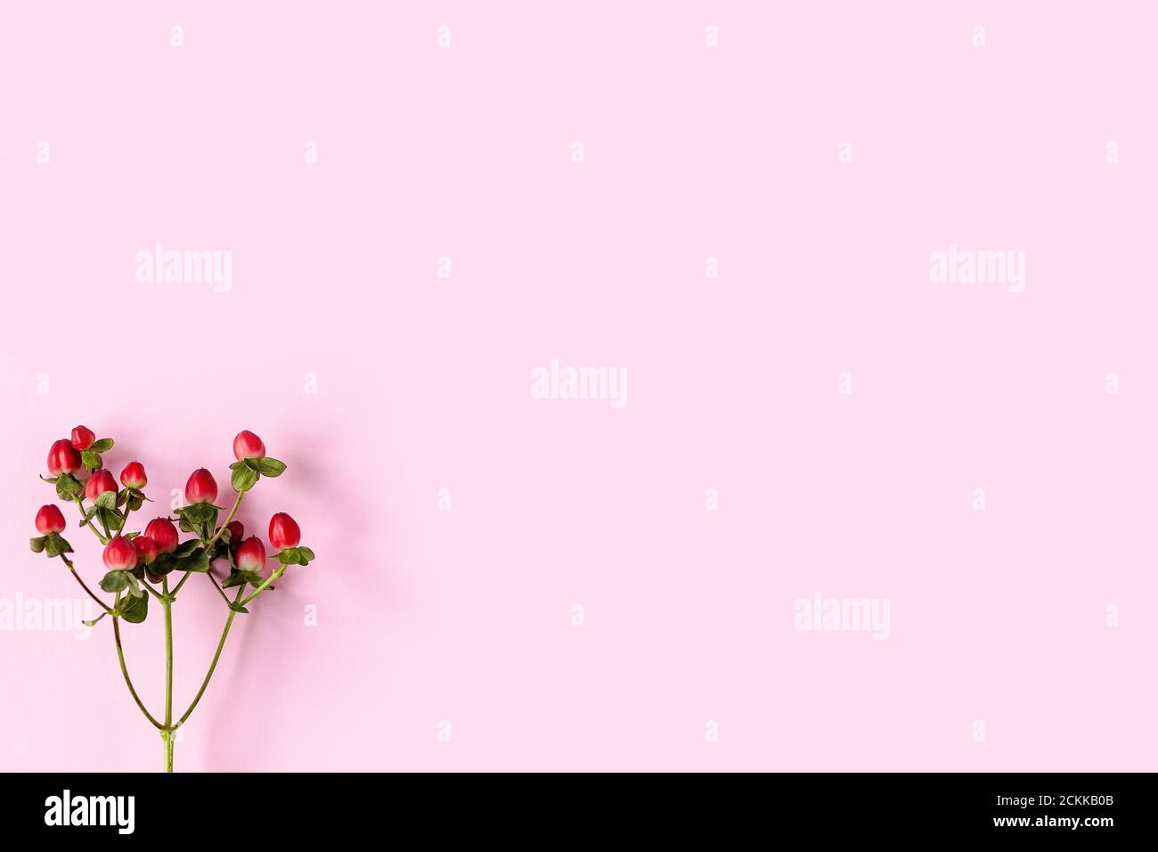 Hypericum perforatum, l'erba rossa di San Giovanni su sfondo rosa, striscione, cartolina, pubblicità, concetto di omeopatia, medicina alternativa, frutta rossa su Foto Stock