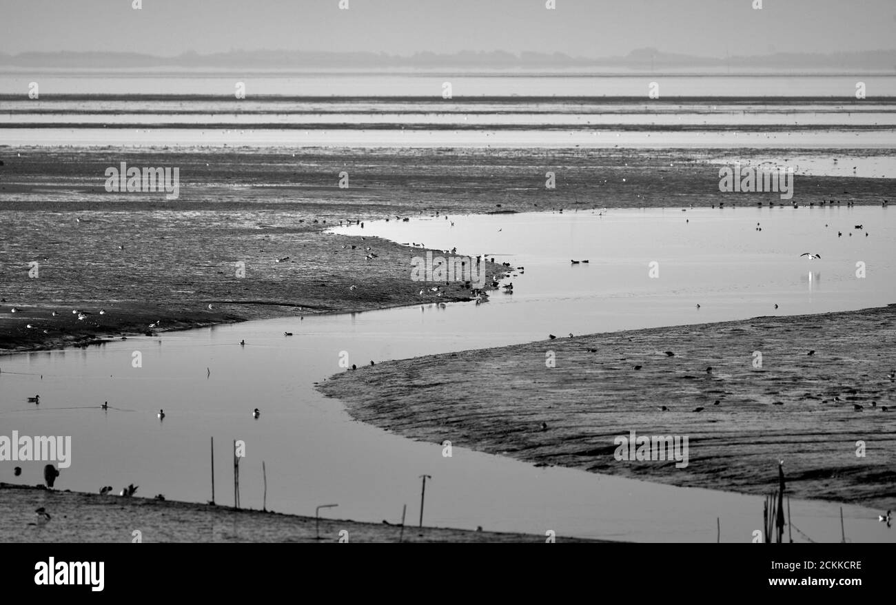 Pril con l'acqua che scorre a bassa marea, nei mudflats al largo dell'isola di Sylt, Germania Foto Stock