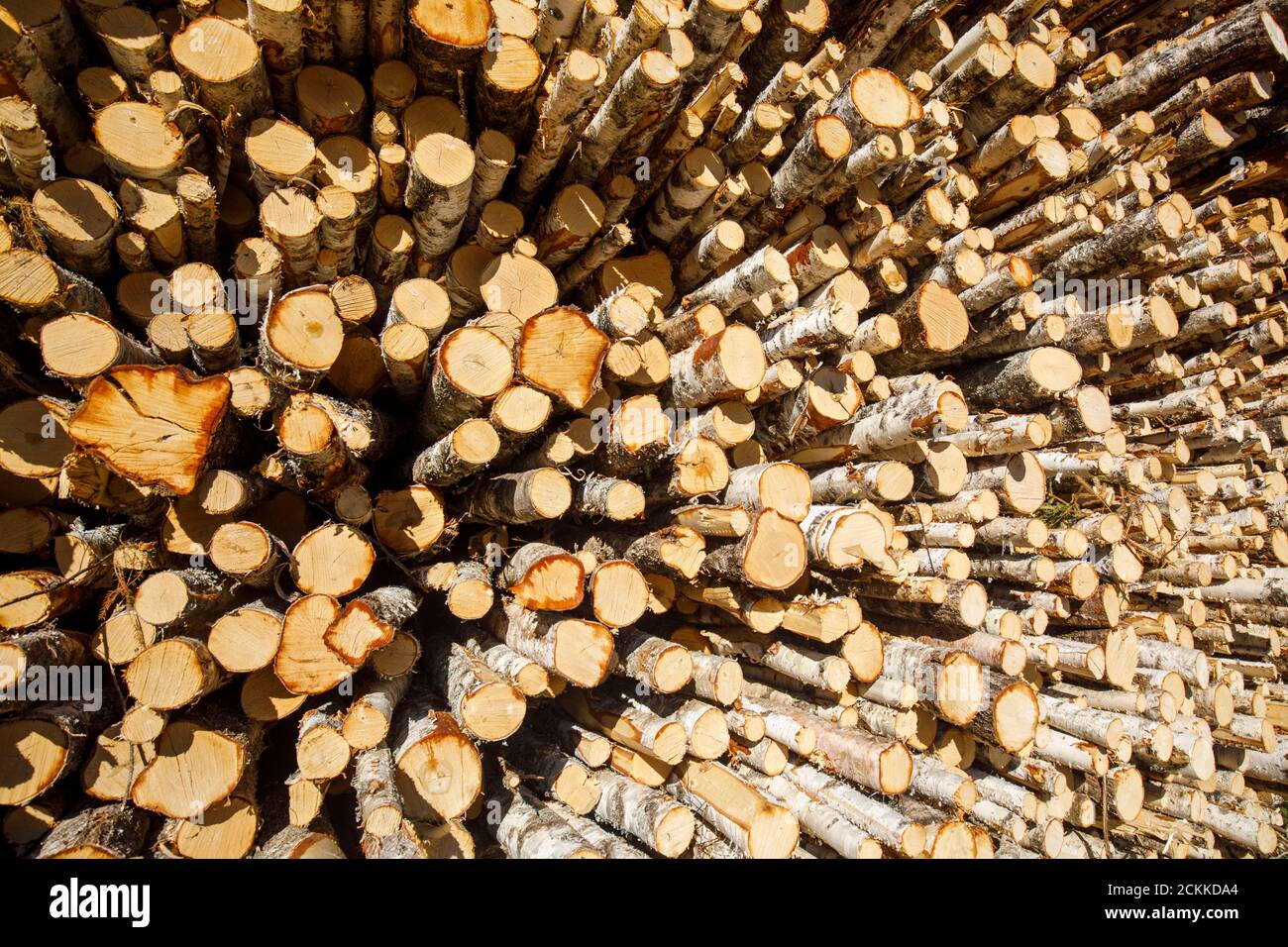 Primo piano di tronchi di betulla europea in legno di quercia , Finlandia Foto Stock