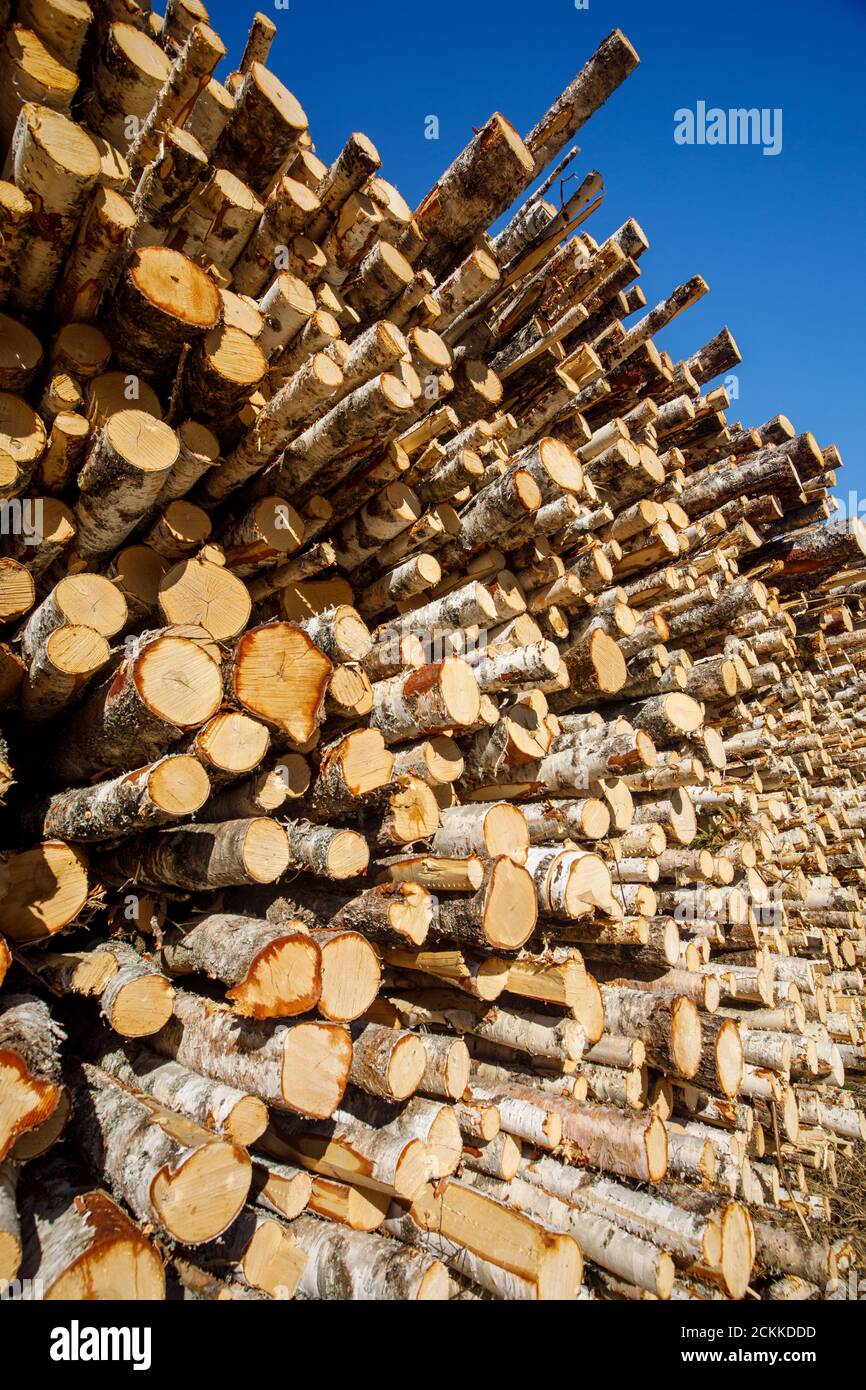 Primo piano di tronchi di betulla europea in legno di quercia , Finlandia Foto Stock