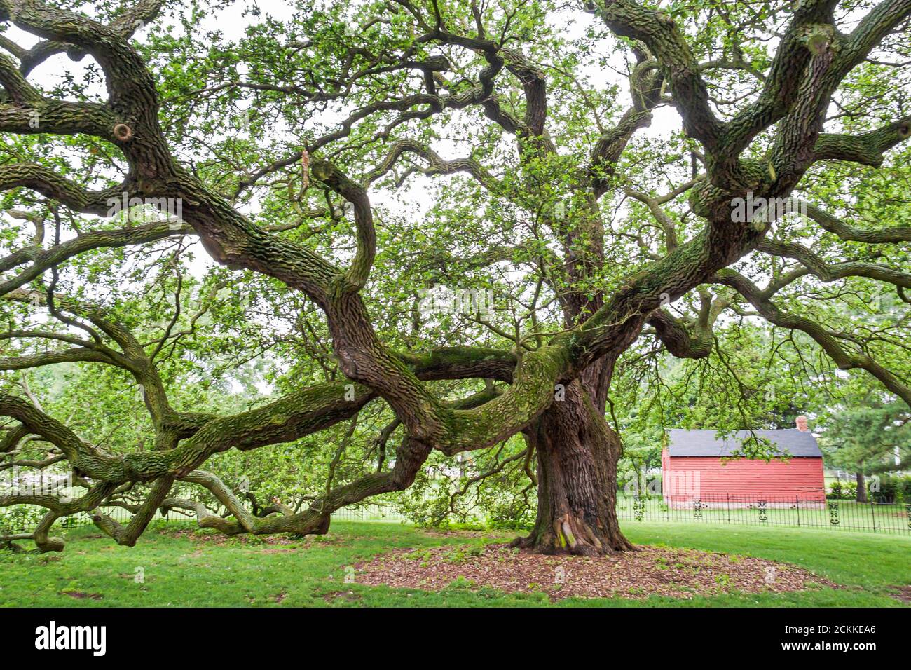 Virginia Hampton University Tidewater edifici storici campus, storicamente Black college università HBCU, scuola universitaria Emancipation Oak Tree Foto Stock