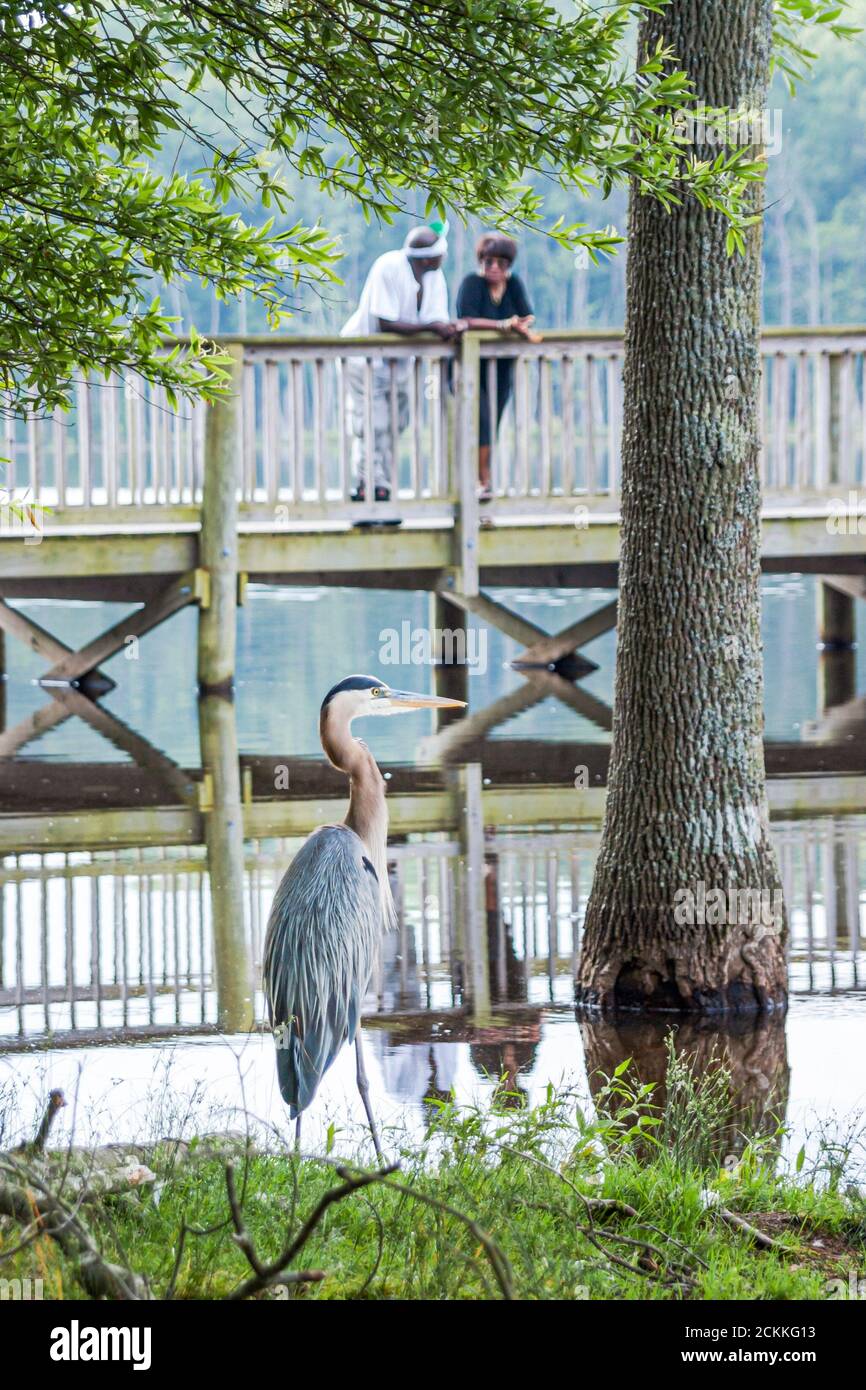 Virginia Newport News Park ricreazione natura paesaggio naturale, uomo donna femmina Black African coppia rialzato lungomare acqua Beaverdam Creek, grande blu h Foto Stock