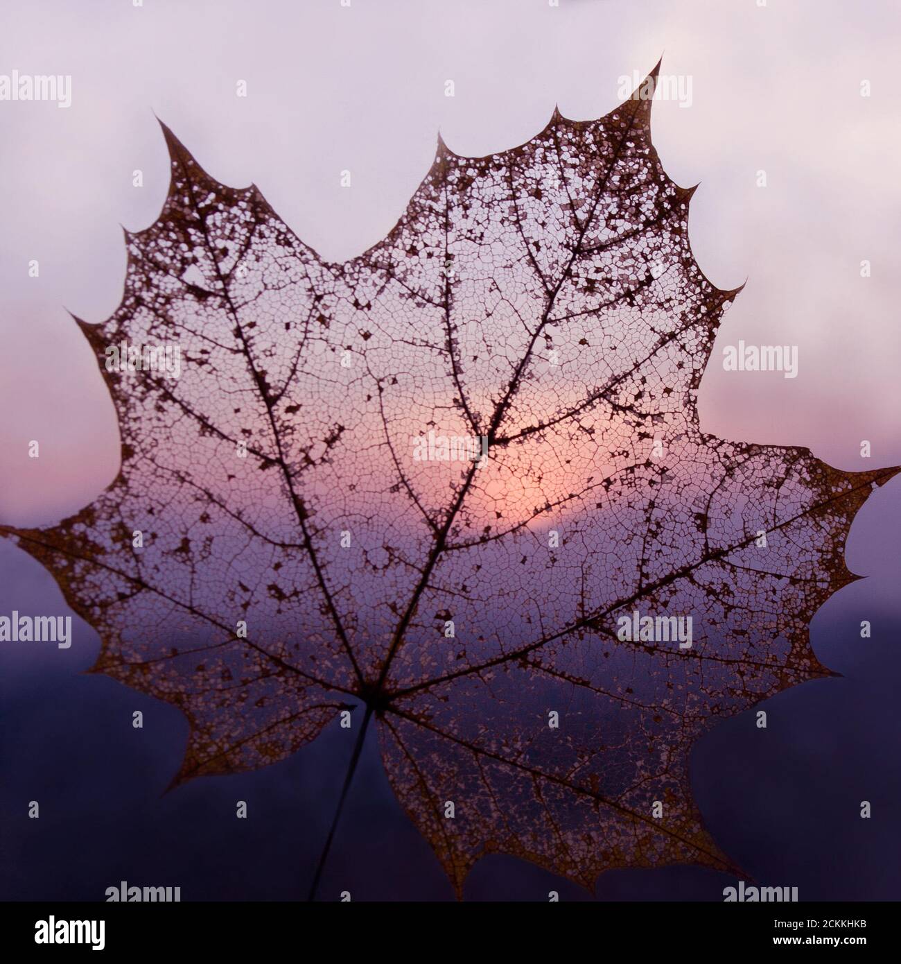 Autunno sfondo colorato. Bella foglia scheletro di acero trasparente motivo delicato texture su tramonto crepuscolo viola rosso arancio sfondo. Chiudi- Foto Stock