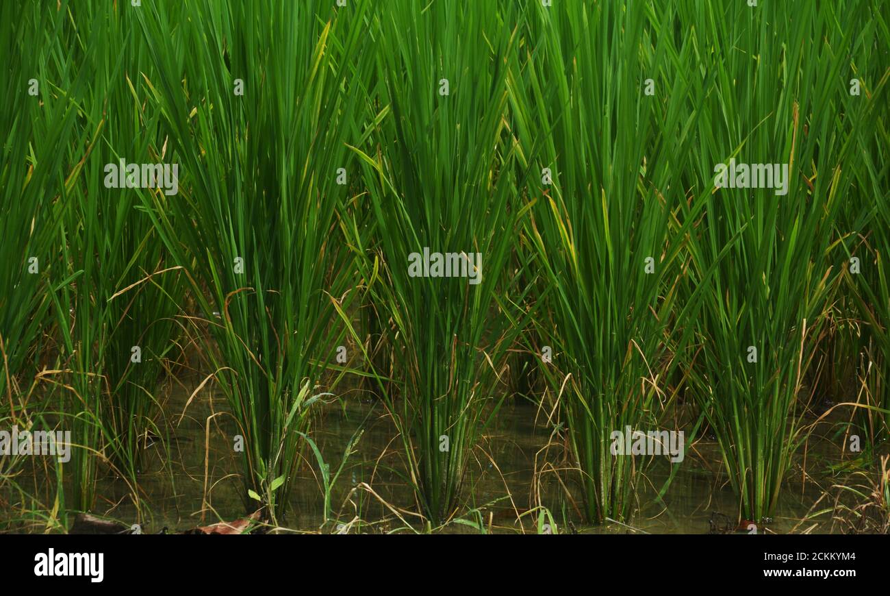 Primo piano di piccole risaie, piante di riso che crescono con foglie verdi lunghe, focalizzazione selettiva Foto Stock