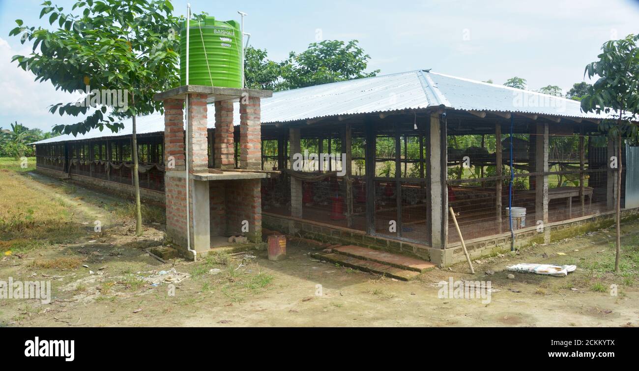 Un allevamento di pollame fatto con stagno in un villaggio del Bengala occidentale, India, focalizzazione selettiva Foto Stock