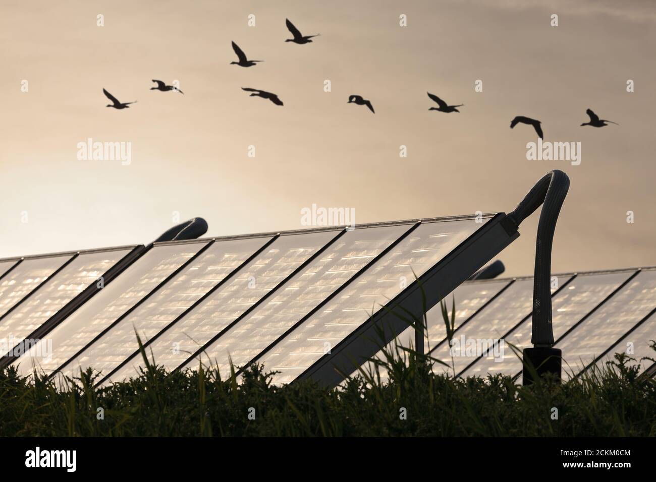 Grande gruppo di impianti solari di riscaldamento ad acqua con alvaggio delle oche da Foto Stock