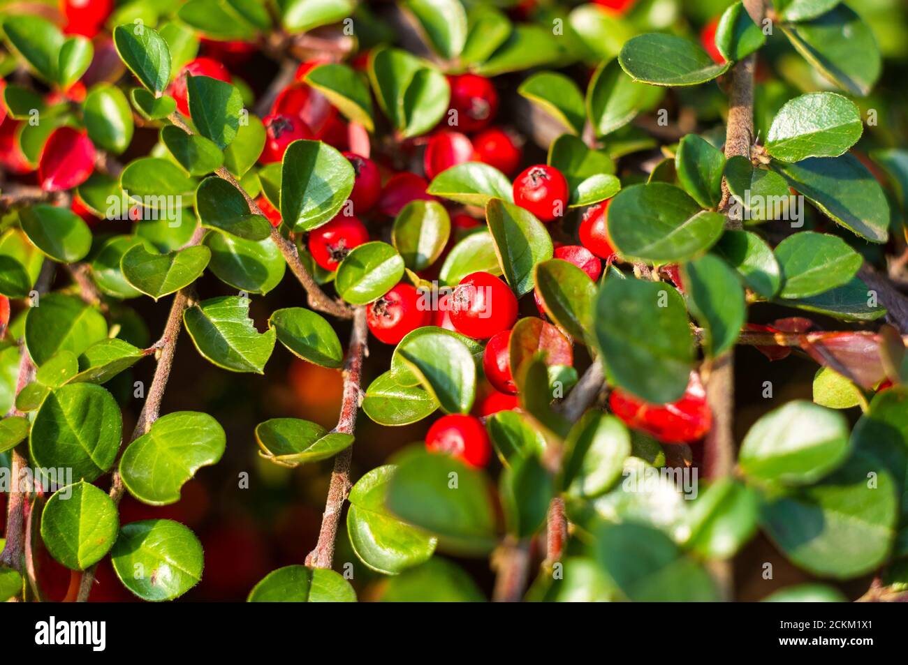 Grappoli di bacche rosse di un Cotoneaster Horizalis Decne. Illuminato da luce solare tenue sera, sfondo autunno Foto Stock