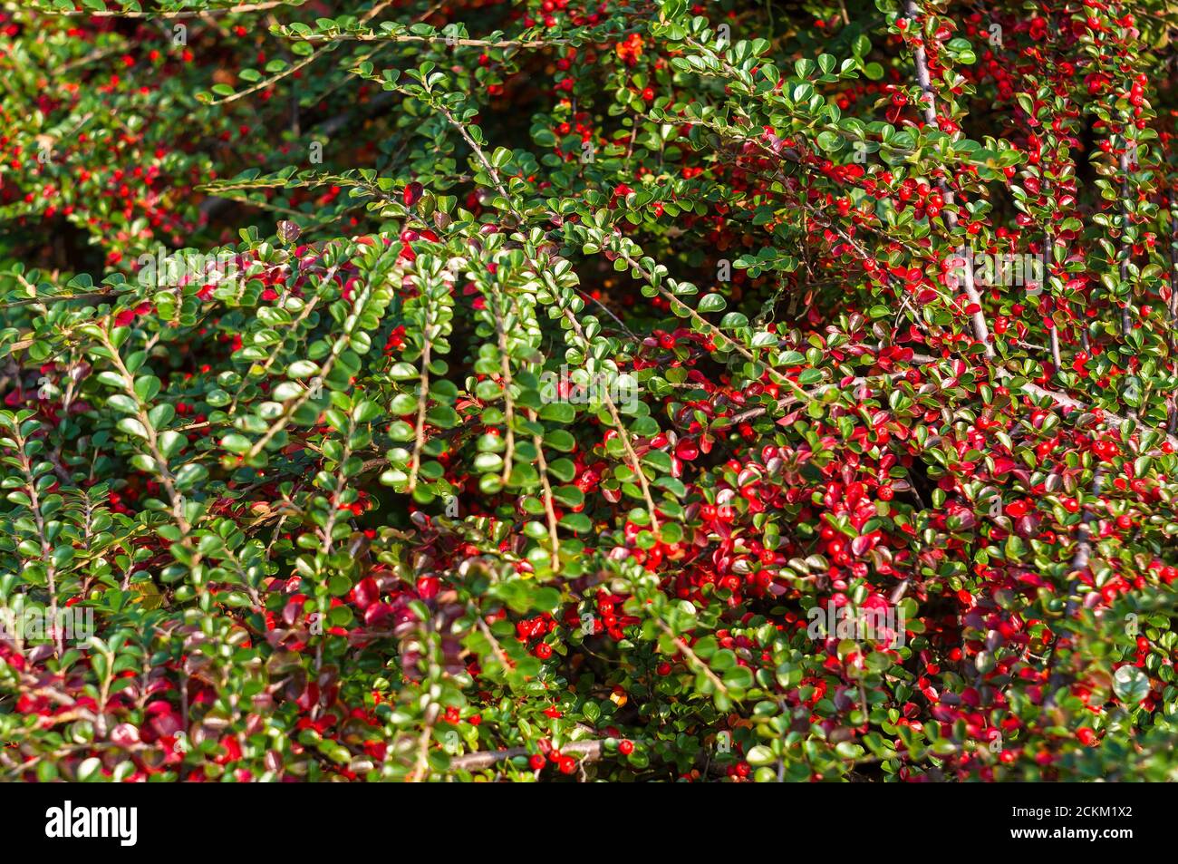 Grappoli di bacche rosse di un Cotoneaster Horizalis Decne. Illuminato da luce solare tenue sera, sfondo autunno Foto Stock