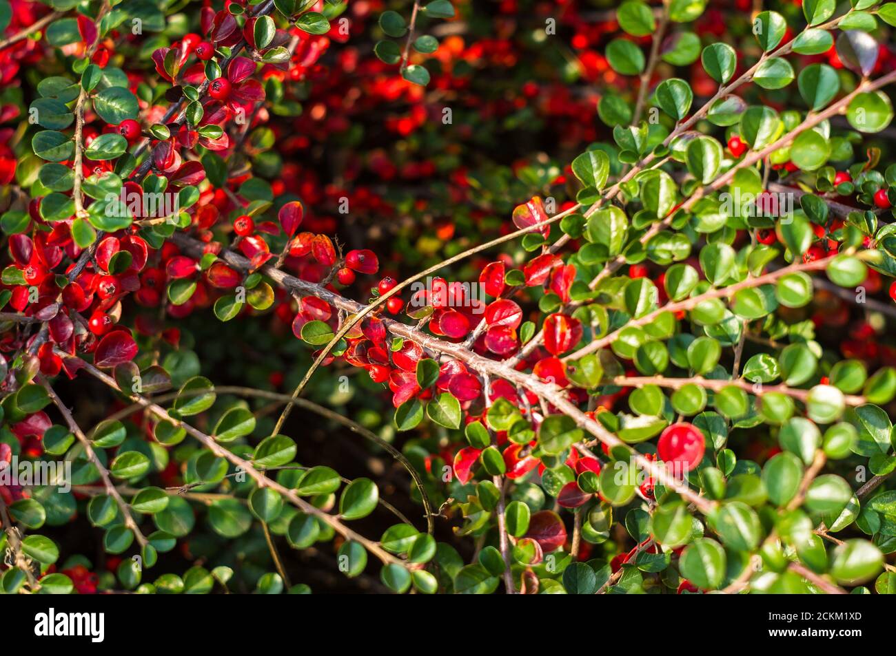 Grappoli di bacche rosse di un Cotoneaster Horizalis Decne. Illuminato da luce solare tenue sera, sfondo autunno Foto Stock