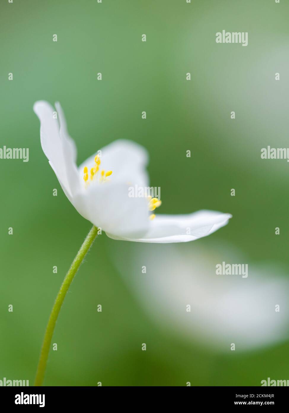 Legno Anemone (Anemone nemorosa) fiori in un bosco inglese in primavera. Conosciuto anche come l'odore Fox, Thimbleweed o Windflower. Foto Stock