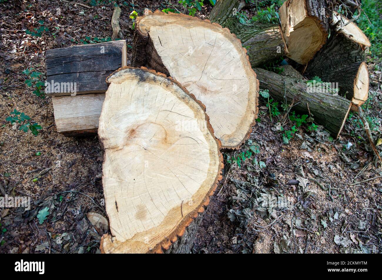 Ruislip, Middlesex, Regno Unito. 11 Settembre 2020. L'arto di un albero di quercia dietro una recinzione HS2 è stato tagliato. A causa di lavori sul collegamento ferroviario ad alta velocità, HS2, da Londra a Birmingham, HS2 ha rilevato il Ruislip Golf Club e il campo pratica del Ruislip Golf Centre. Essi rimarranno chiusi almeno fino al 2023/2024 mentre HS2 effettuerà lavori di costruzione. Il Club è ora recintato con recinzioni ad alta sicurezza e monitoraggio TVCC 24 ore. HS2 sarà rimuovere la vegetazione e gli alberi sul campo da golf. Credito: Maureen McLean/Alamy Foto Stock