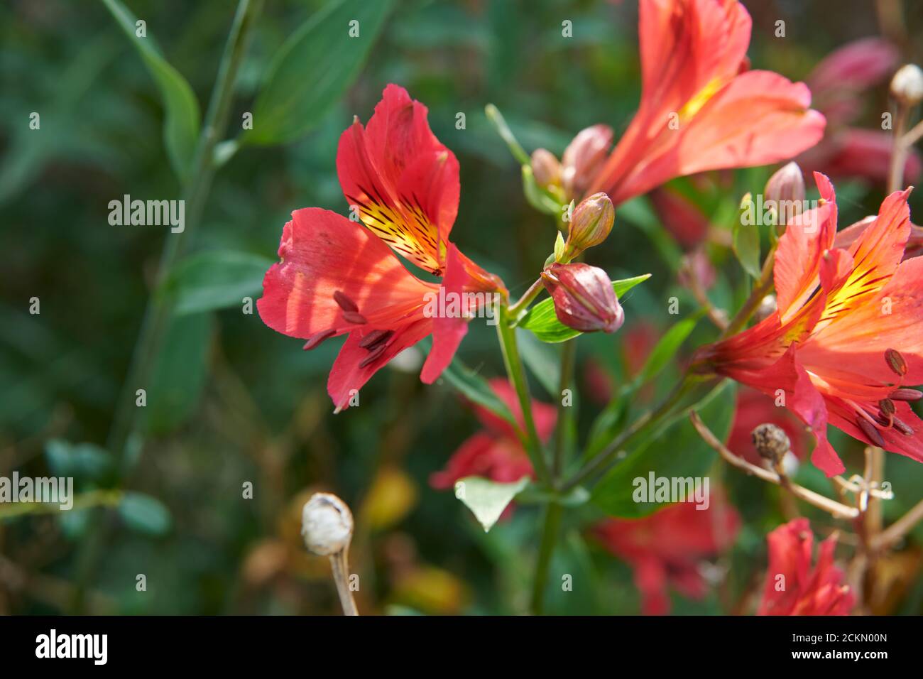 Giglio peruviano (Alstroemeria aurea) in un confine giardino estivo Foto Stock