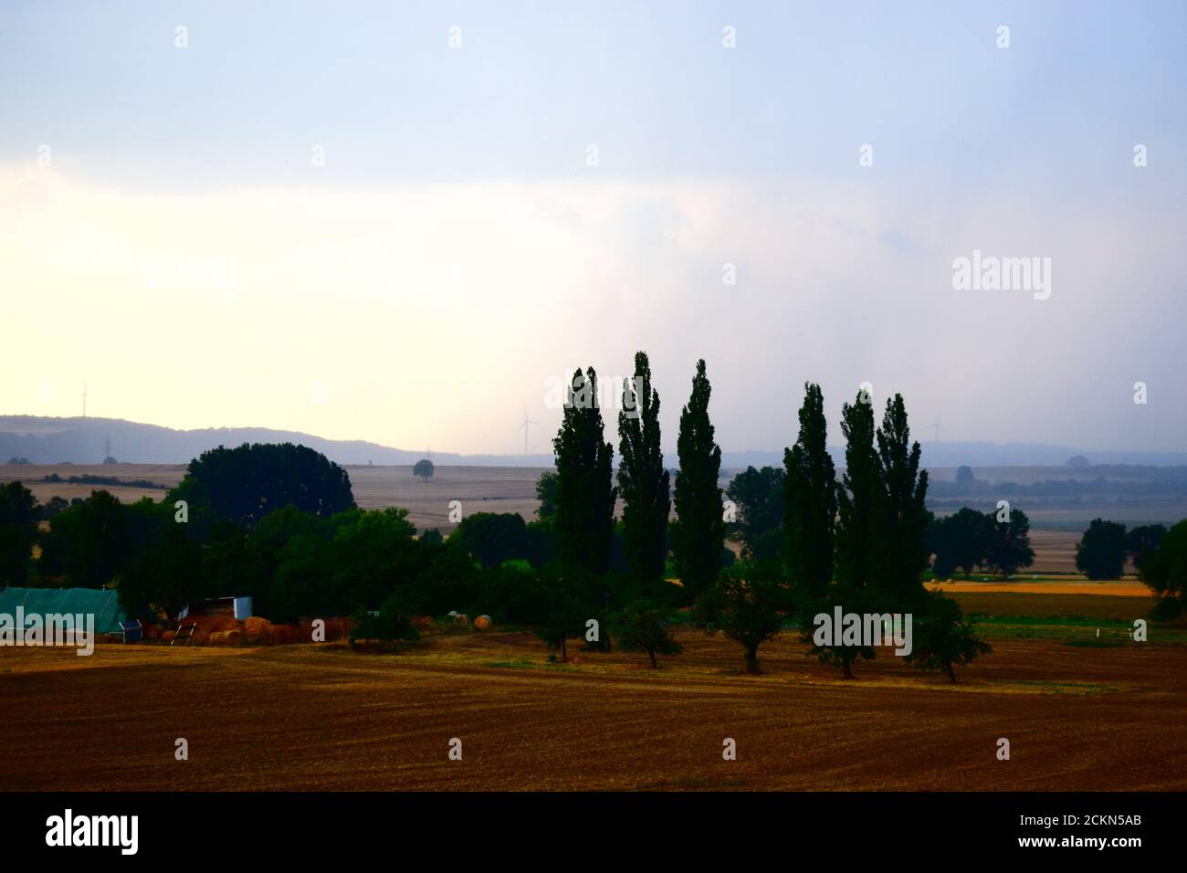 tarda sera che cade su questi alberi Foto Stock