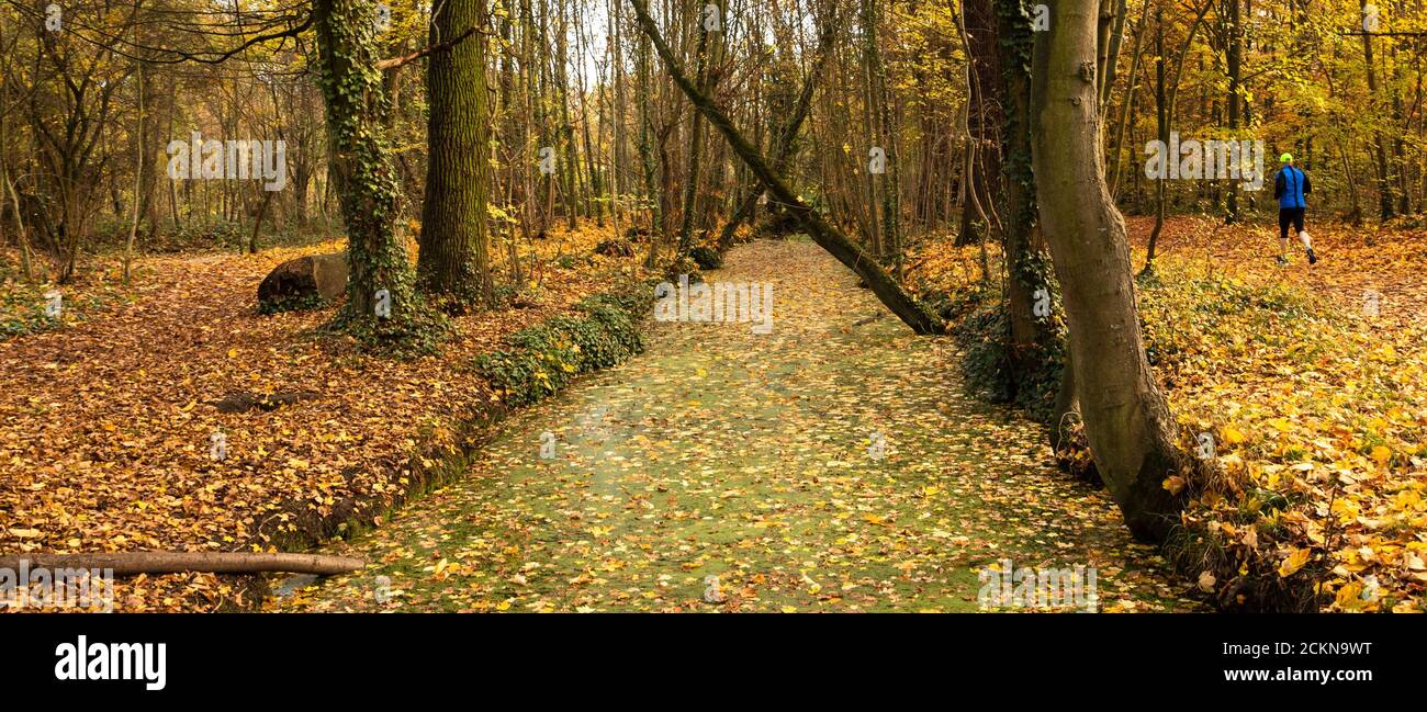 Uomo che fa jogging nella foresta d'autunno. Vincennes foresta di Parigi, Francia. Concetto di stile di vita sano. Foto Stock