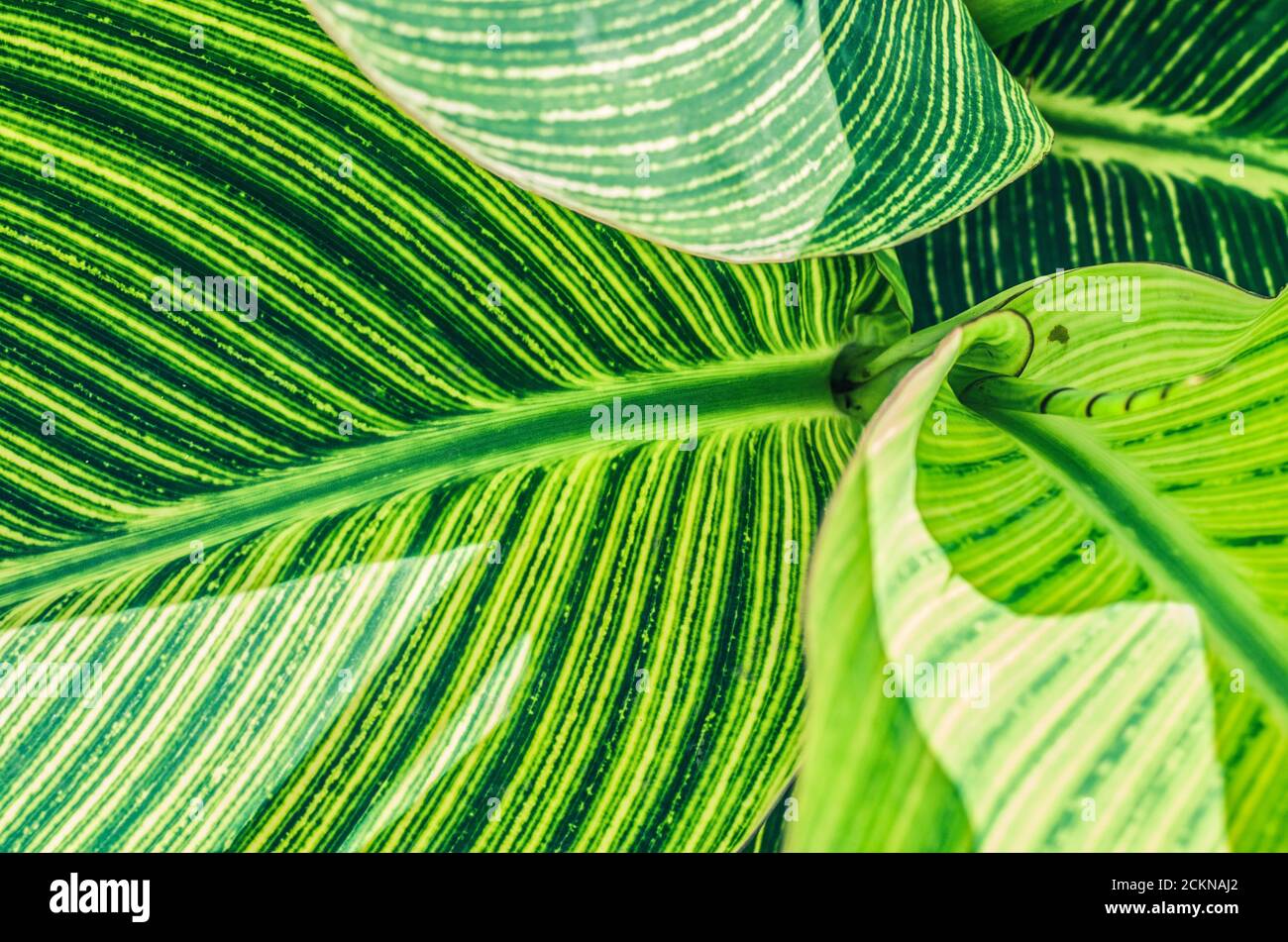 Foto foglia verde canna. Texture botanica a strisce. Foto Stock