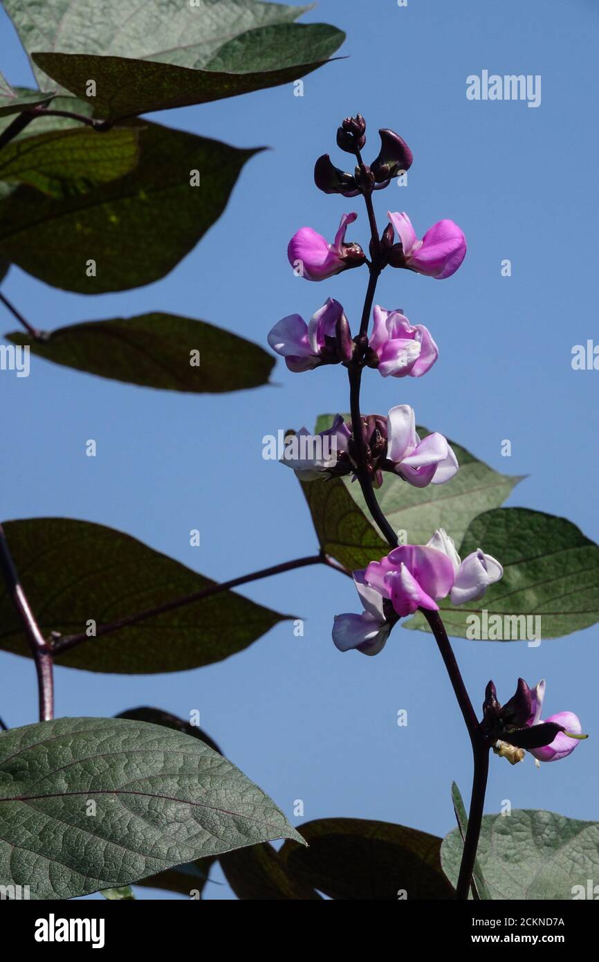 Lablab purpurpurea viola Iacinto fagiolo Dolichos lablab Foto Stock