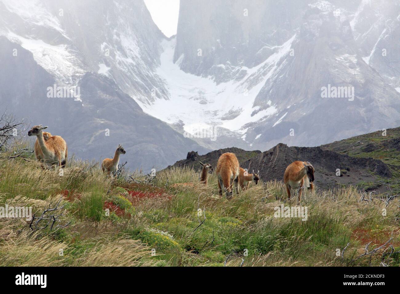 Scene di Torres del Paine Foto Stock