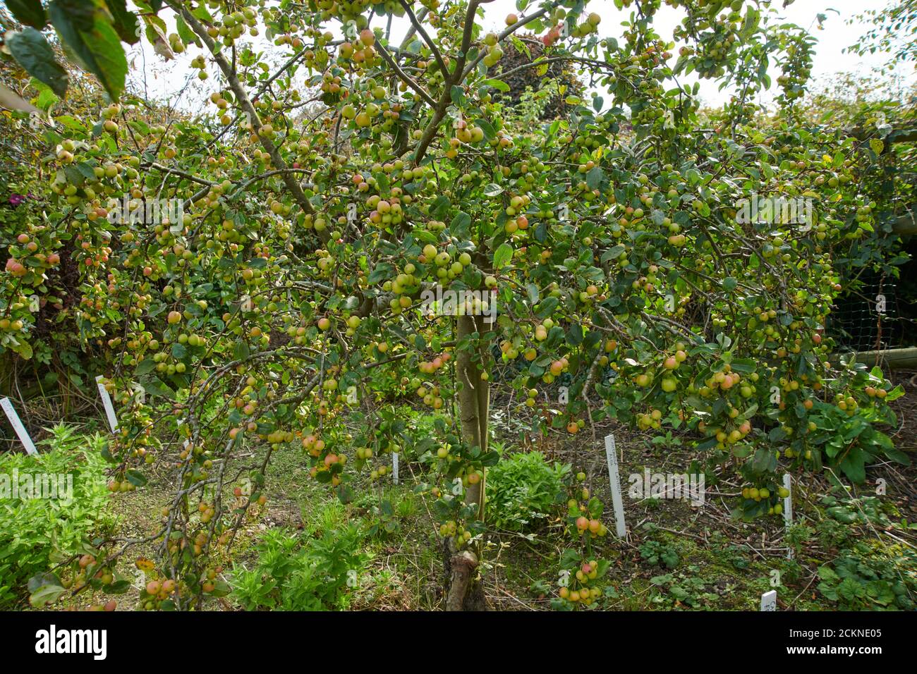 Mela di granchio del Pacifico (Malus fusca) con frutta alla fine dell'estate, Inghilterra, Regno Unito, GB. Foto Stock