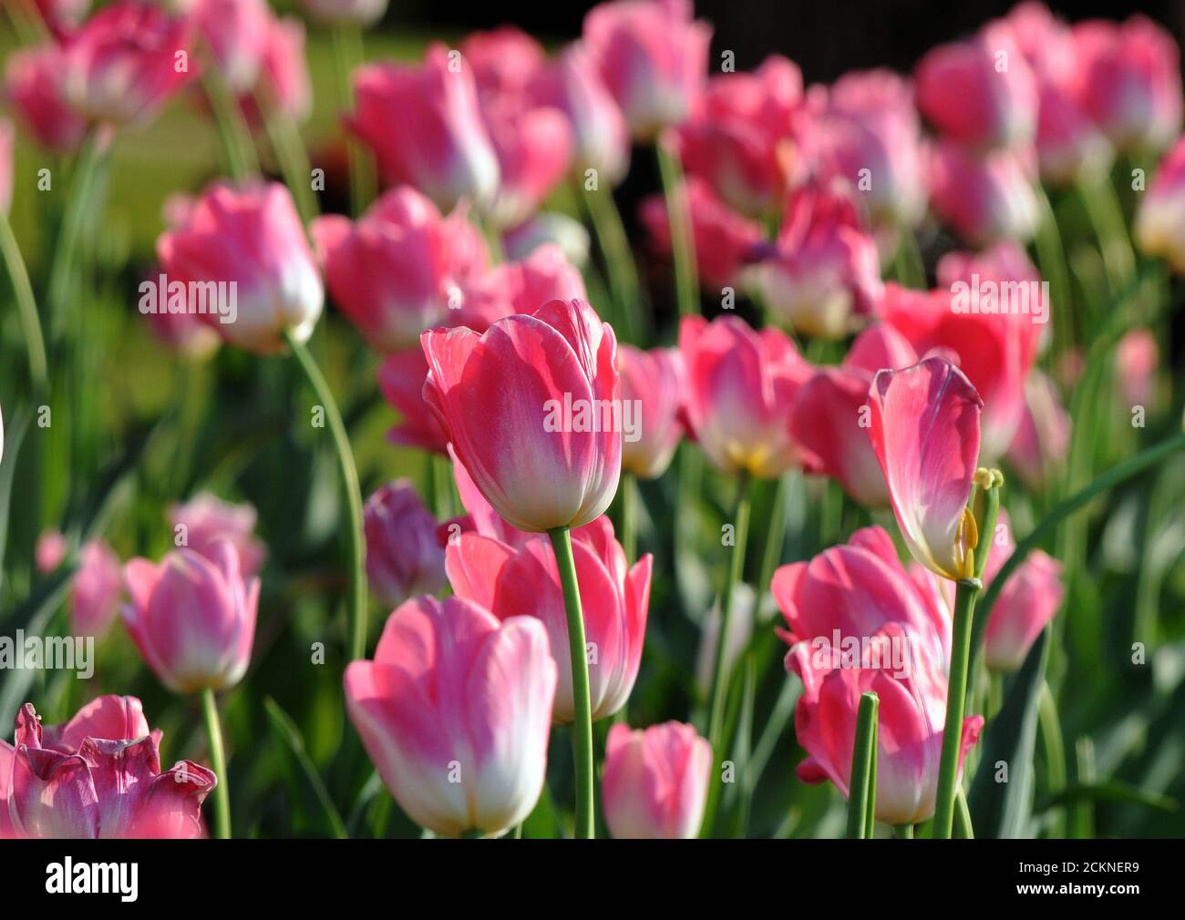 Tulipani rosa in piena fioritura presso i Giardini Mughal del Palazzo Presidenziale popolarmente chiamato Rashtrapati Bhavan a Nuova Delhi. Fotografia: Sondeep Shan Foto Stock