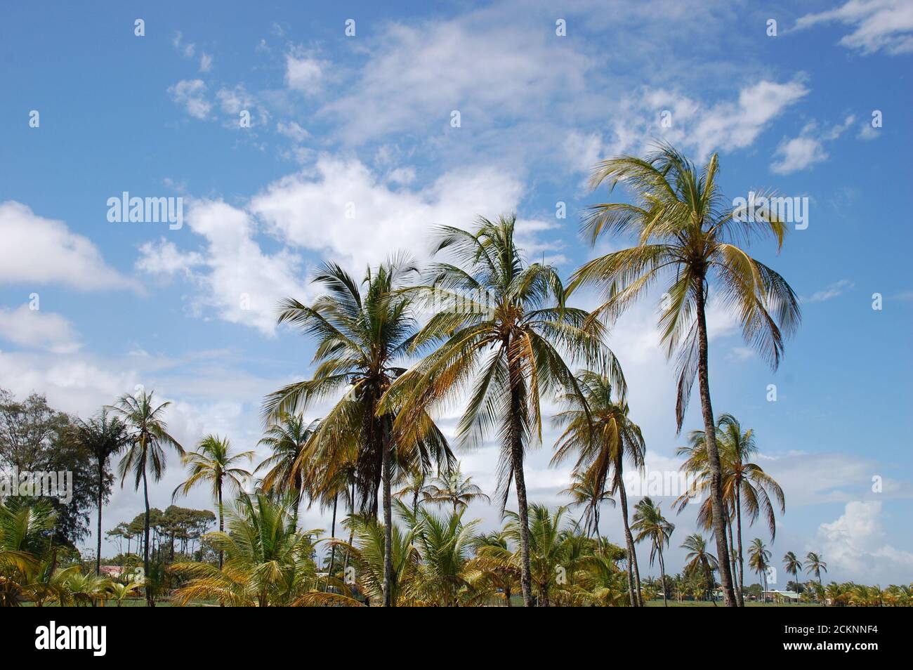 Sud America, guyana francese, Kourou, il boschetto di cocco è un magnifico sito esotico e tropicale situato sulla costa atlantica, vicino alla torre Dreyfus. Foto Stock