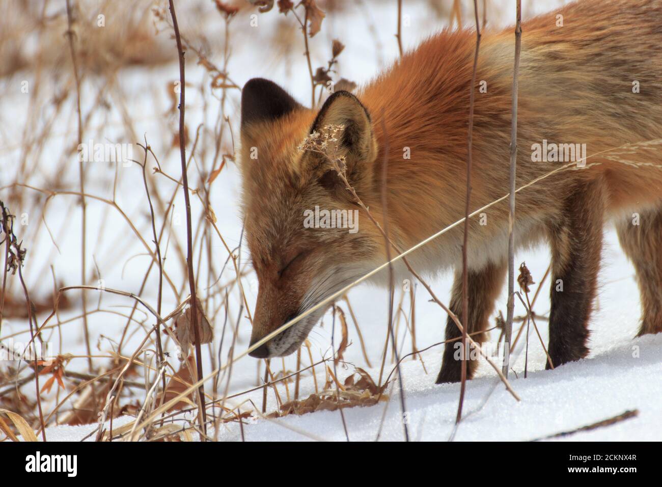 Una volpe in una foresta invernale mangia tra cespugli, erba secca e neve. Foto Stock