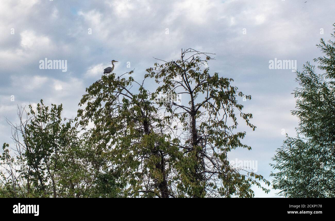 Caccia all'airone grigio britannico da un albero sul fiume Crane, Twickenham, Inghilterra Foto Stock