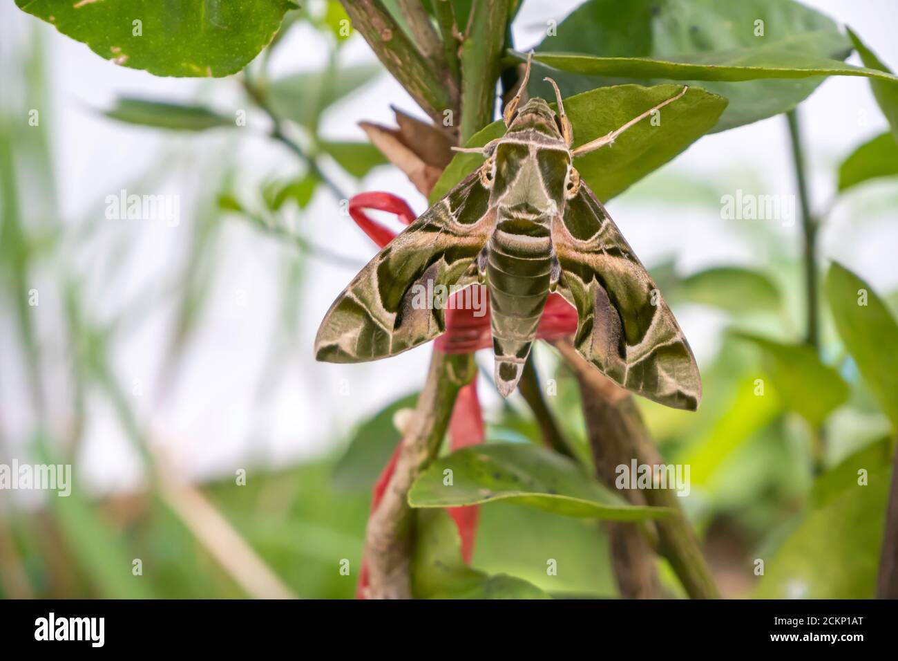 Farfalla verde sulla foglia Citrus × aurantiifolia Foto Stock