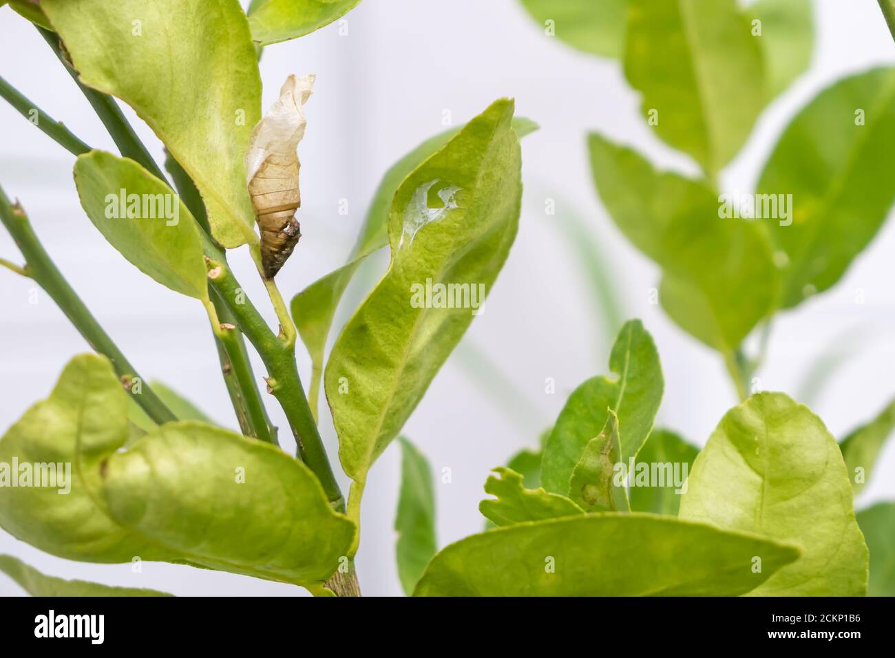 La corteccia della pupa sulla foglia Citrus × aurantiifolia Foto Stock