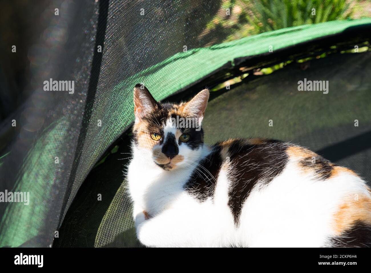 primo piano di bel gatto tortoiseshell, contenuto, stendersi sotto il sole sul trampolino del bambino in giardino, guardando in alto mostrando bei occhi verdi Foto Stock