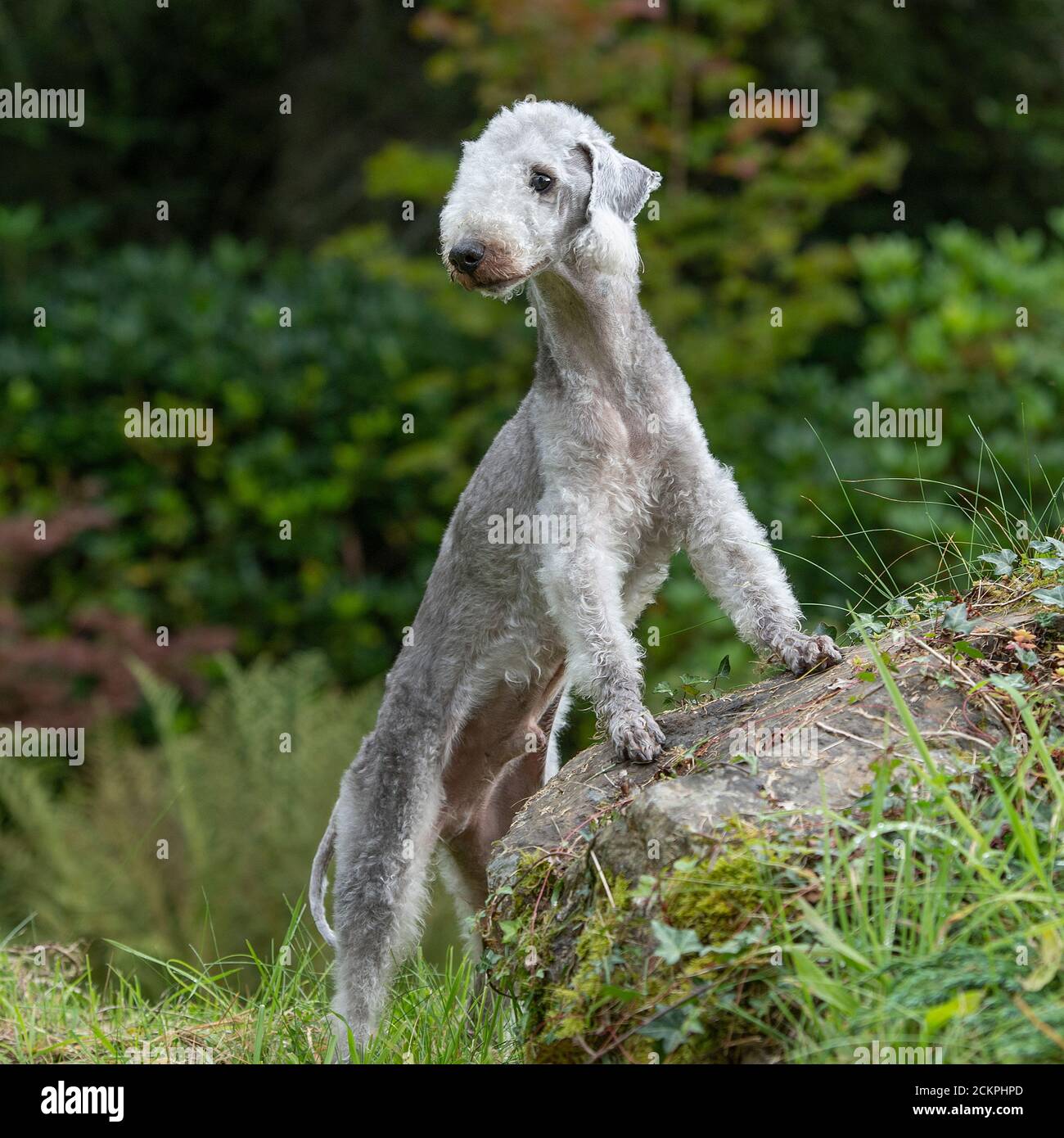Bedlington terrier Foto Stock