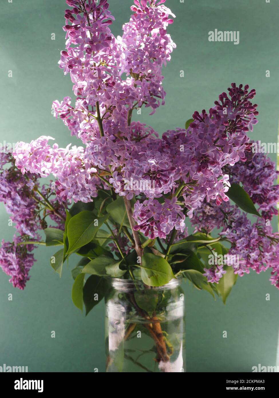 Un bel bouquet di lilla nel vaso. Foto Stock