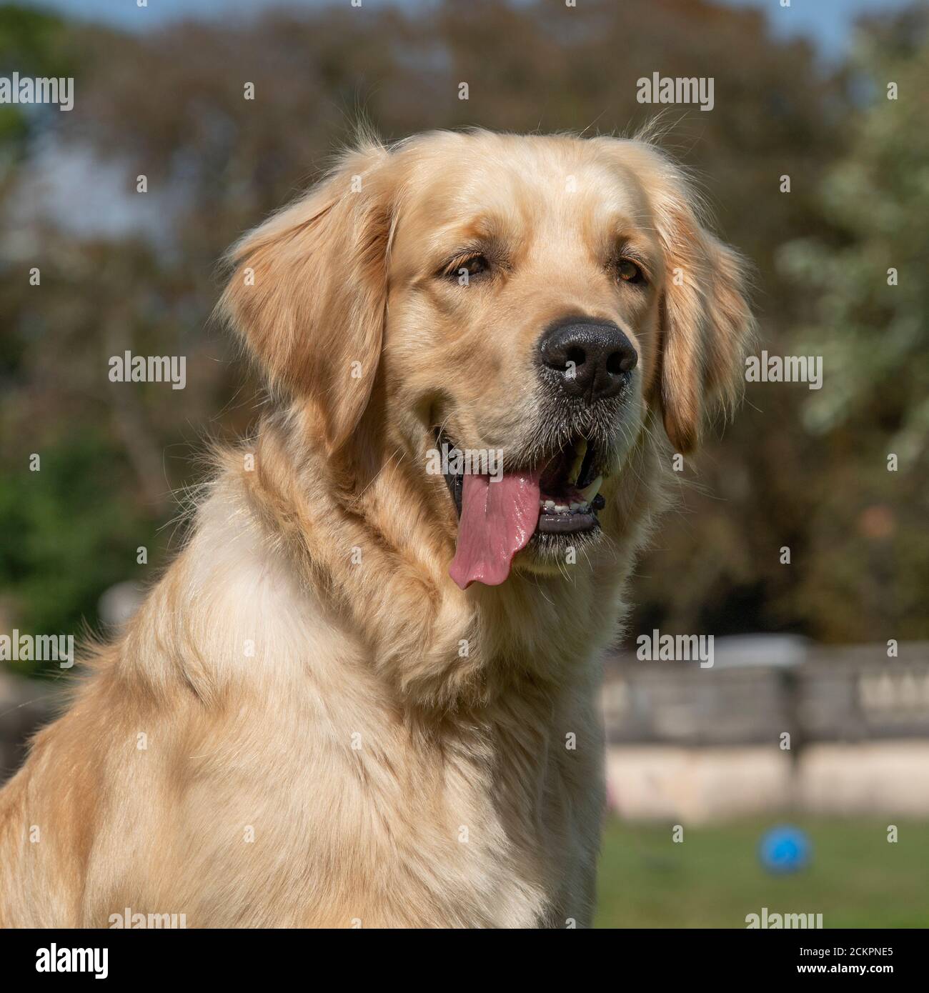 Il golden retriever cane Foto Stock