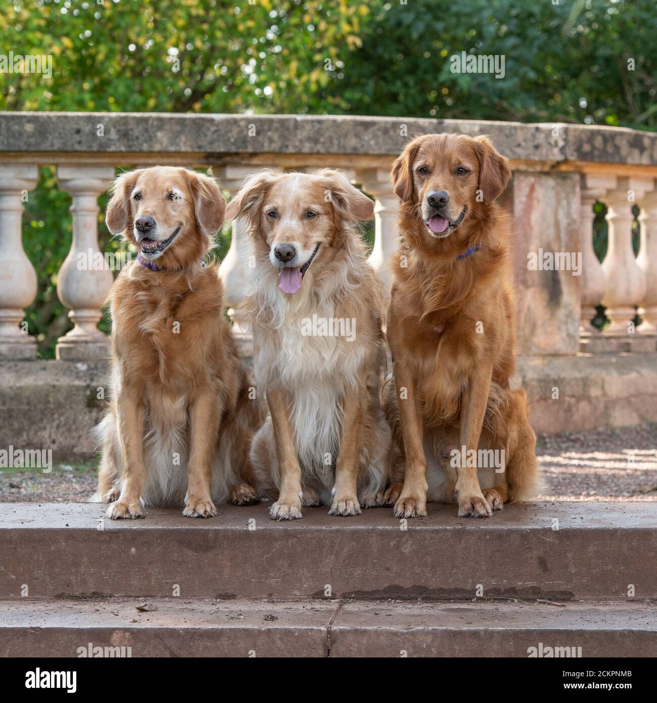 golden retriever cani Foto Stock