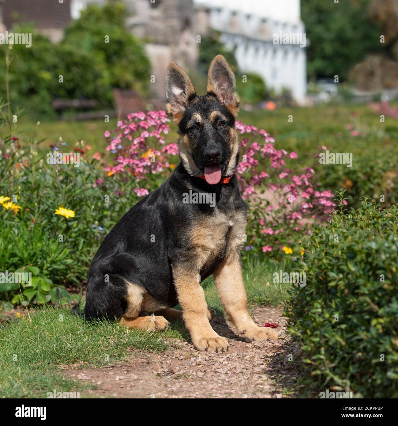 Il tedesco il cane pastore alsaziano Foto Stock