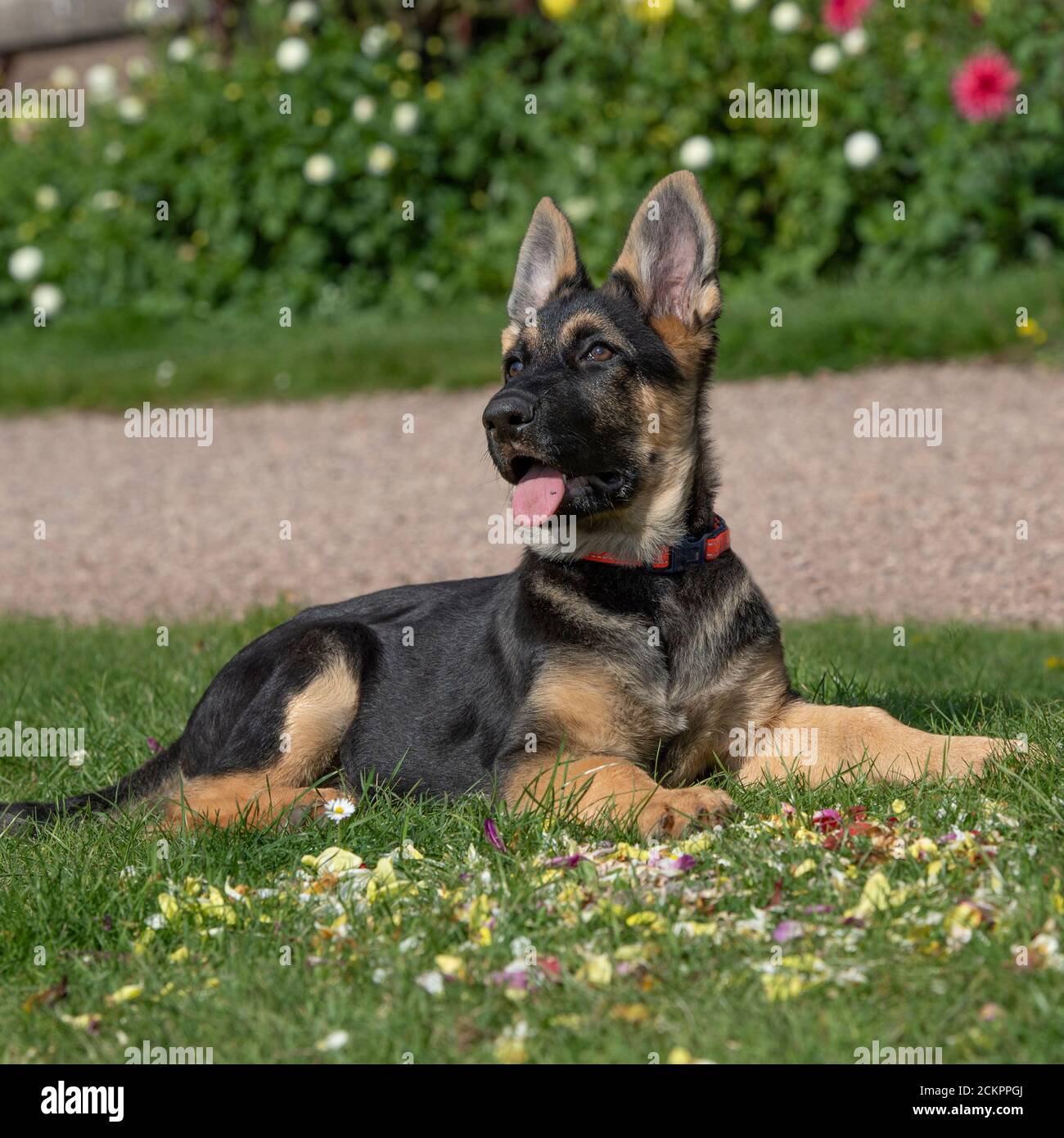 cane pastore tedesco alsaziano Foto Stock
