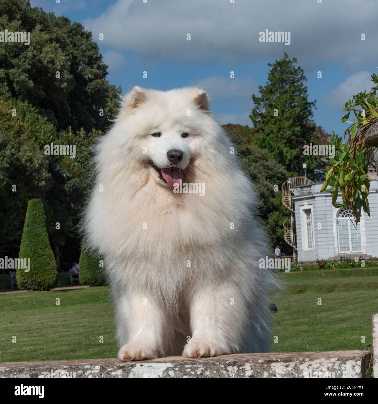 Cane samoiedo Foto Stock