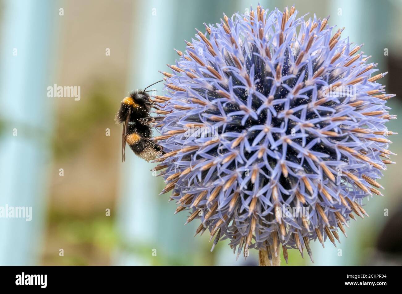 Bumble bee ricoperto di polline su un fiore di allium. Foto Stock