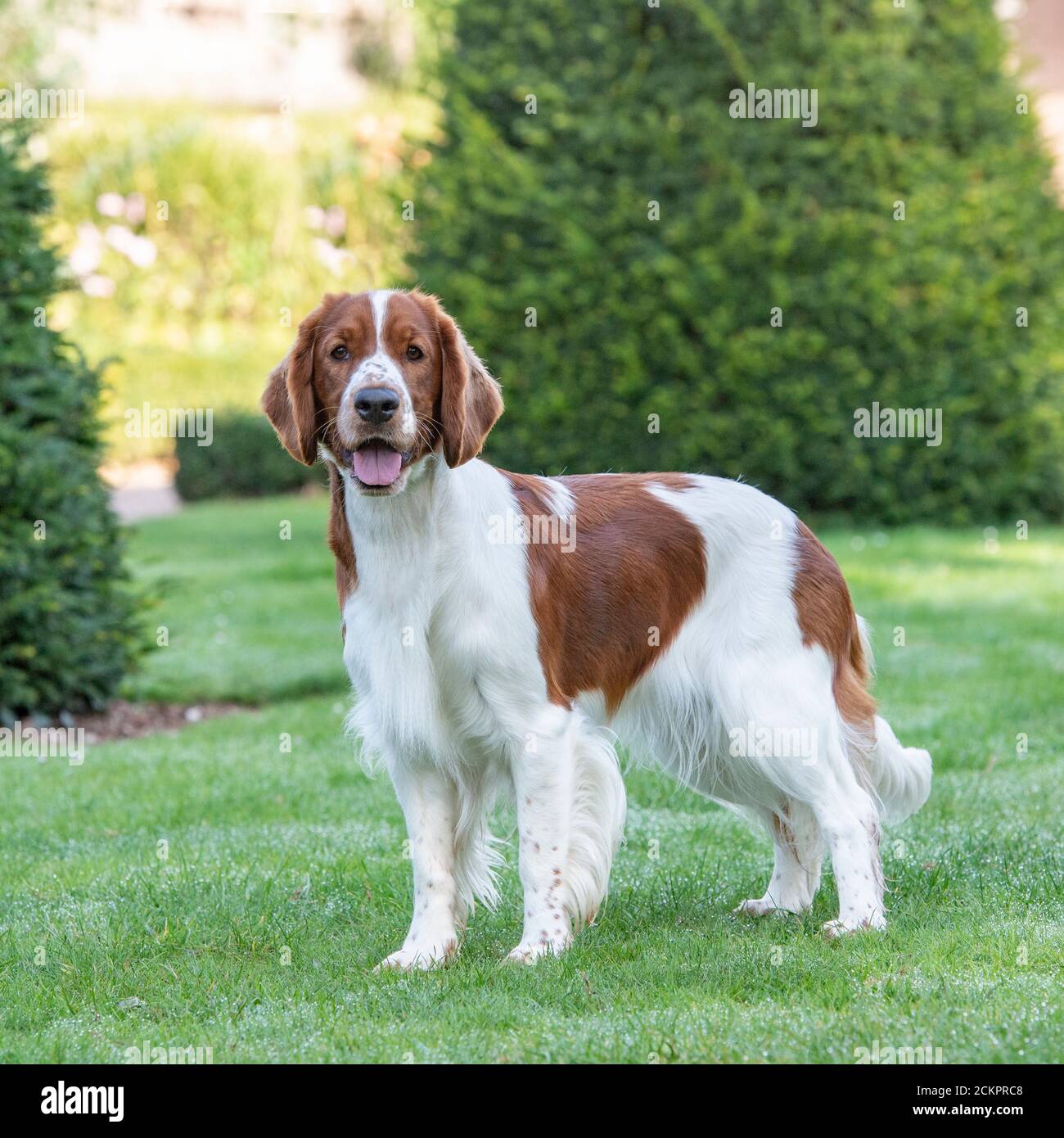 Welsh springer spaniel cane Foto Stock