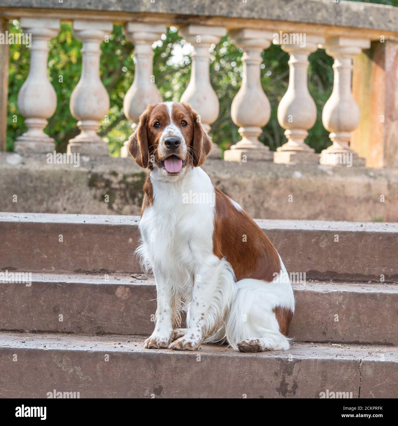 Welsh springer spaniel cane Foto Stock