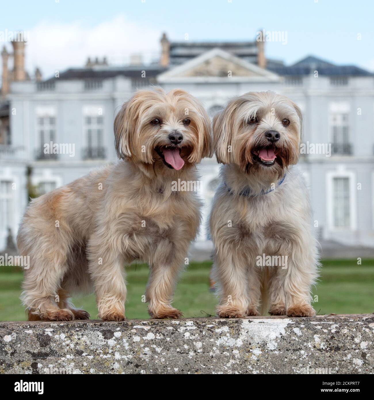 Due cani Yorkipoo Foto Stock