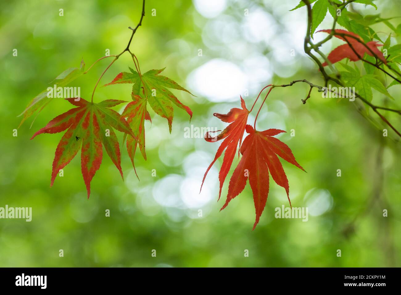 Fondo Variopinto Della Fine Del Fondo Delle Foglie Dell'albero Di Acero Autunno Su Multicolore Image125863736 - Foto 5