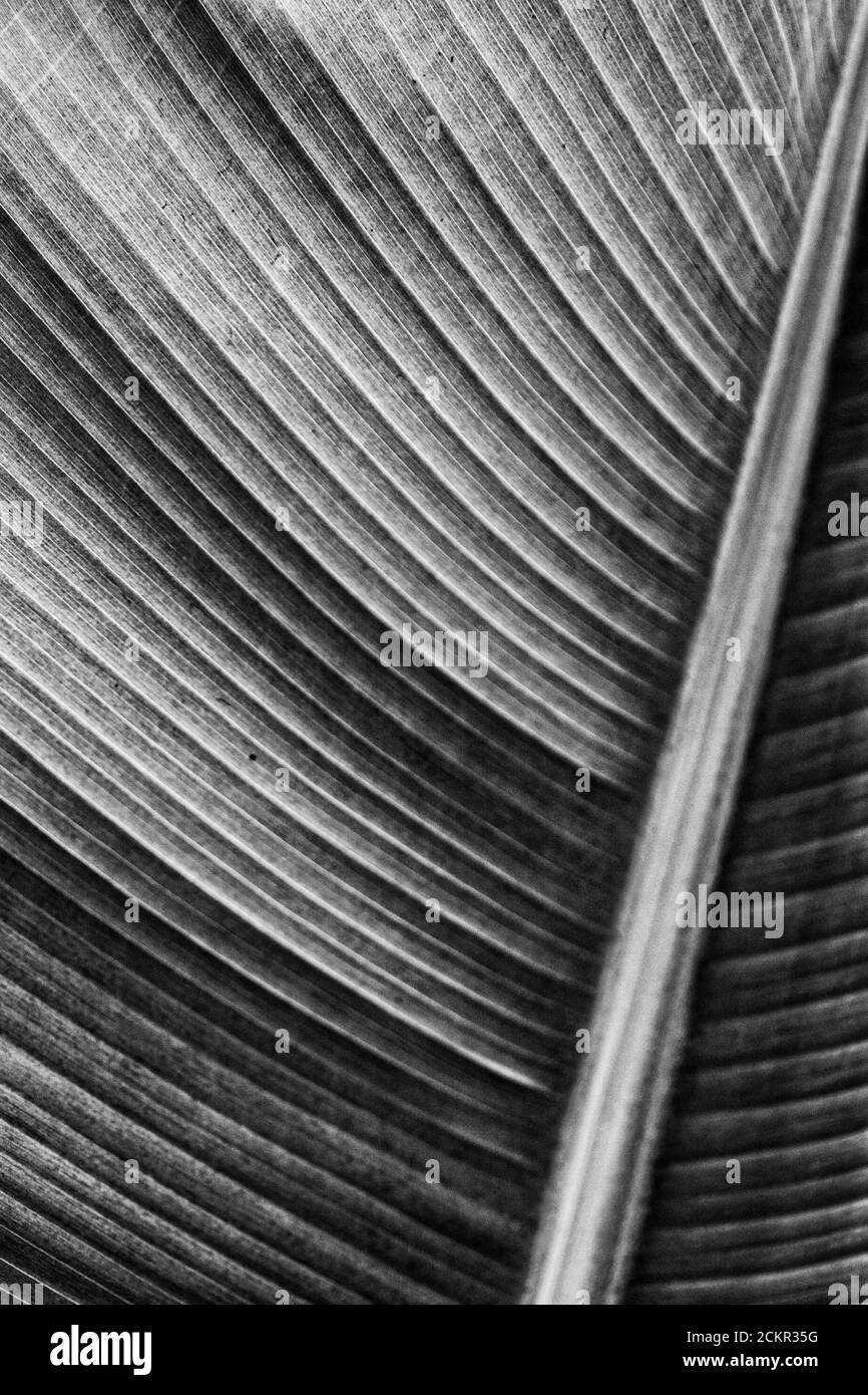 Le enormi foglie del cavendiso nano (musa x paradisiaca) banana albero hanno molte linee Foto Stock