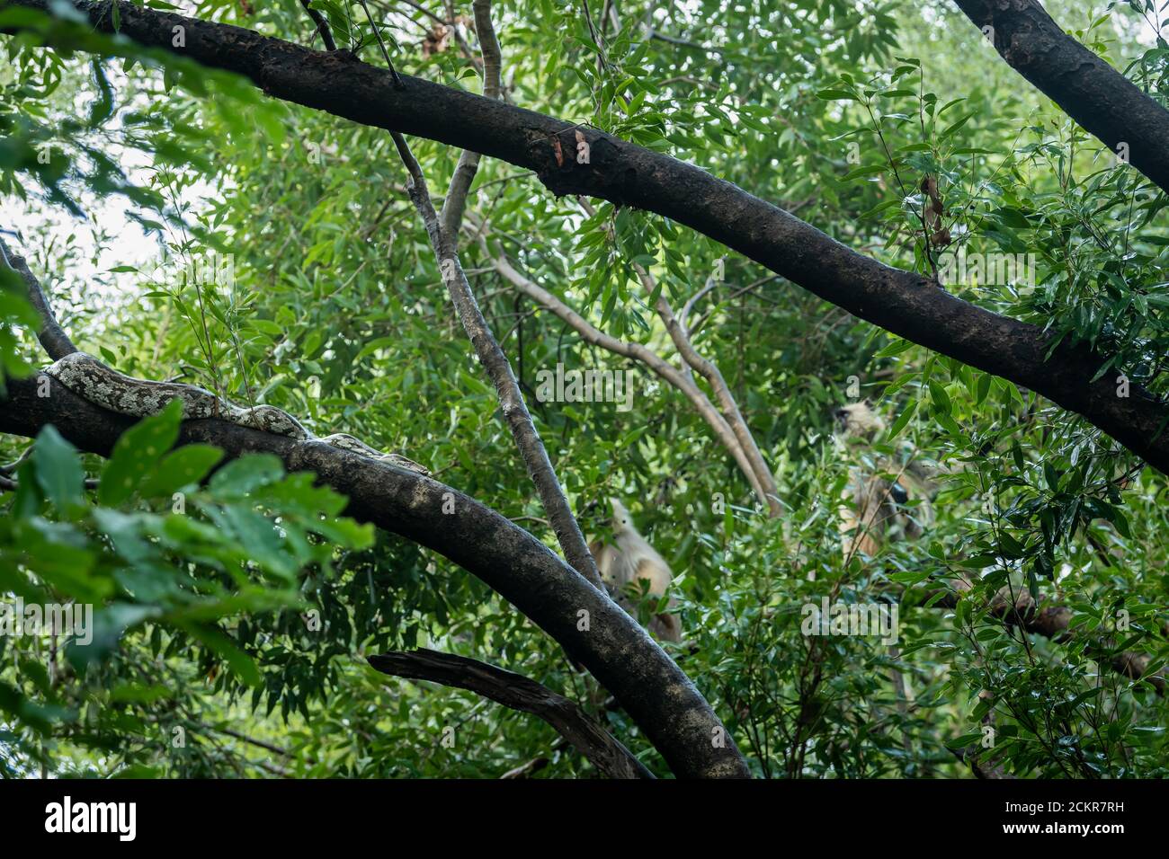 Python molurus o pitone rock indiano in cerca di caccia un langur grigio o hanuman o scimmia su albero a. ranthambore parco nazionale o tigre riserva india Foto Stock