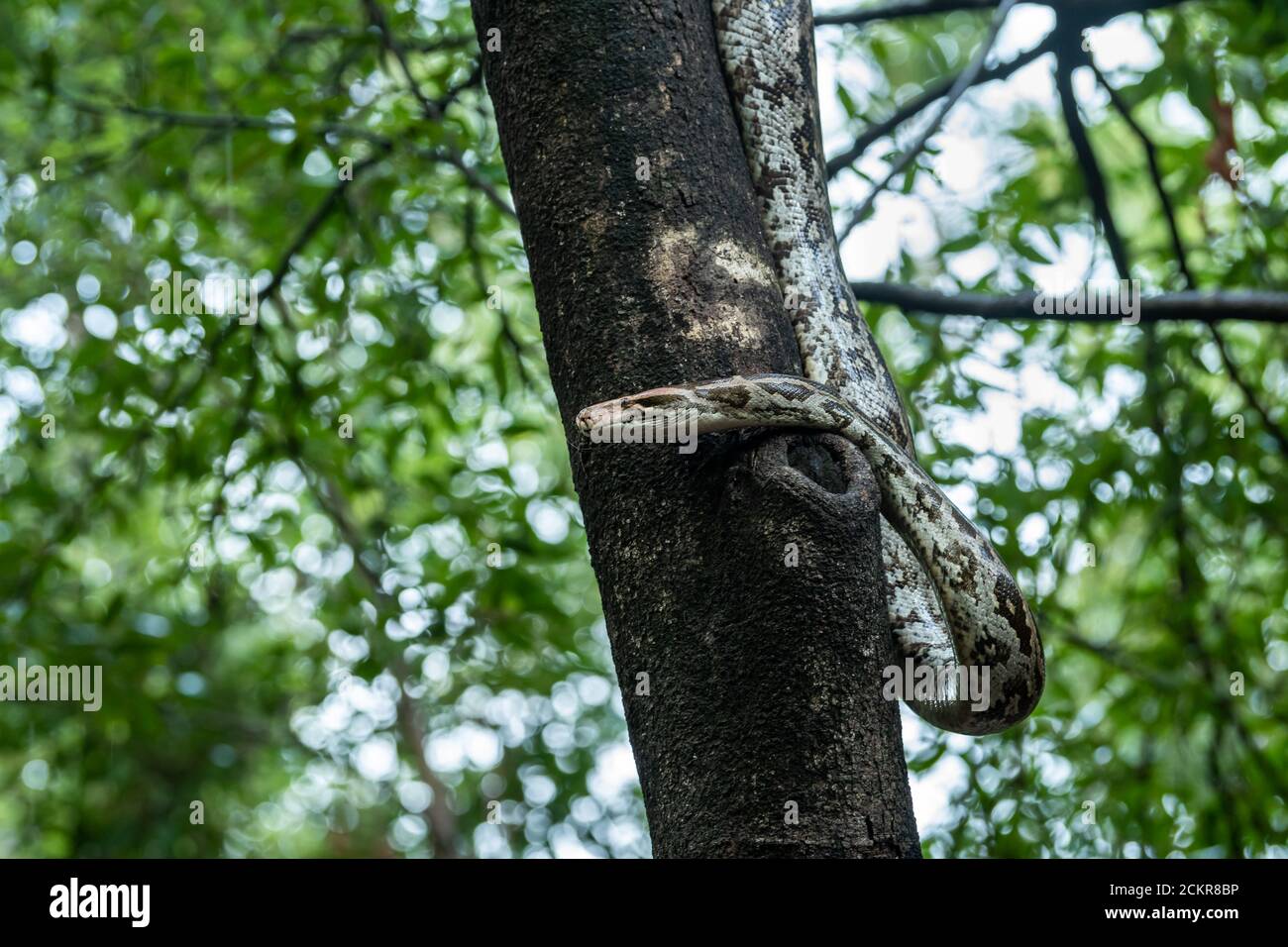 Python molurus o ritratto di python rock indiano su albero a. keoladeo ghana parco nazionale o bharatpur uccello santuario rajasthan india Foto Stock